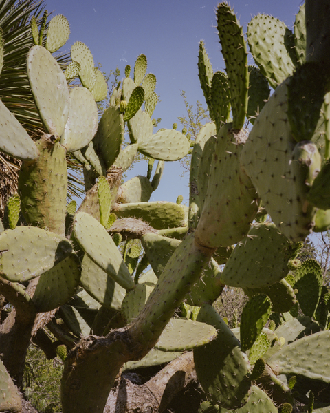 Cactus Life