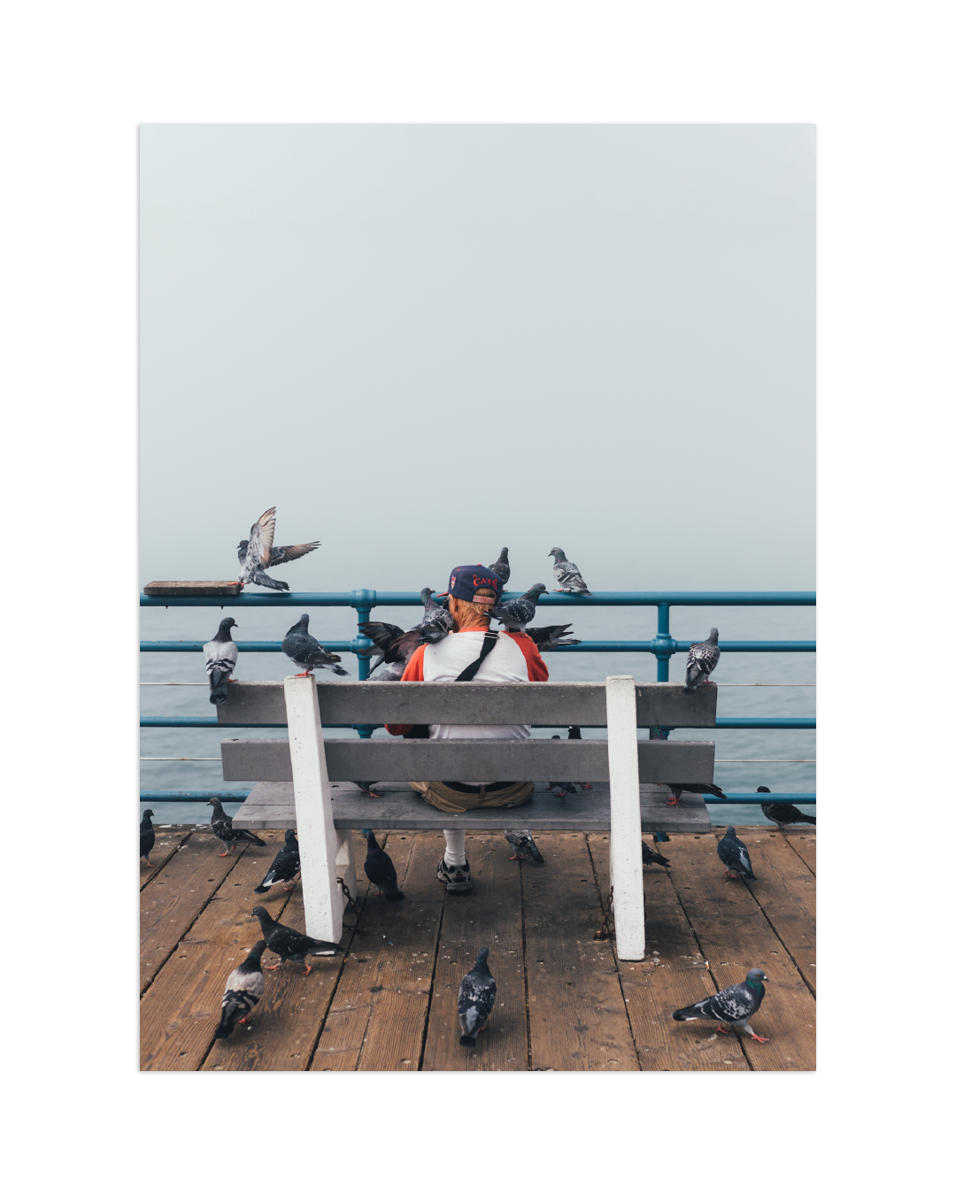 NYC Pigeons